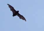Bat sp.